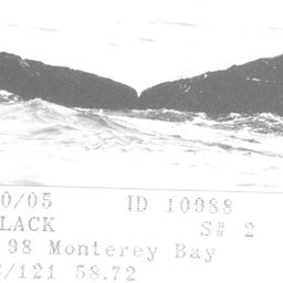 Fluke of CRC-10988