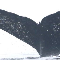 Fluke of CRC-17258