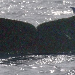 Fluke of CRC-15341