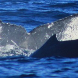 Fluke of CRC-11223