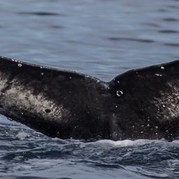 Fluke of CRC-18251