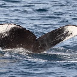 Fluke of CRC-18623