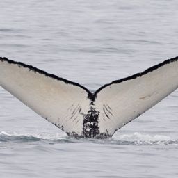Fluke of CRC-18113