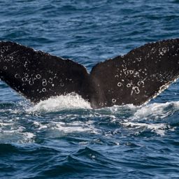 Fluke of CRC-18839