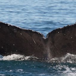 Fluke of Wiggle