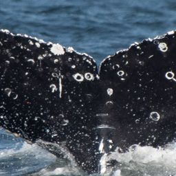 Fluke of Murph - 2018-2019 calf of Ruth