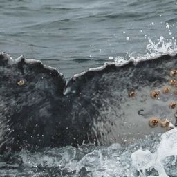 Fluke of CRC-20159