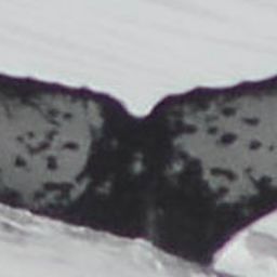 Fluke of CRC-19501