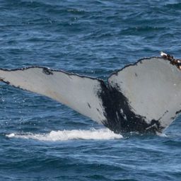 Fluke of CRC-18372