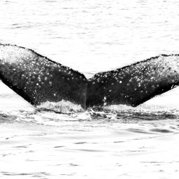 Fluke of CRC-16955