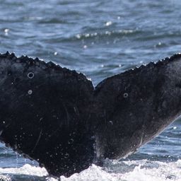 Fluke of CRC-18691