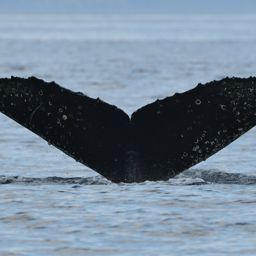 Fluke of 2019 calf of SuperNova