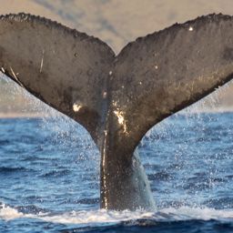 Fluke of CRC-13757