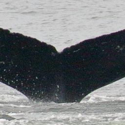 Fluke of Archipelago
