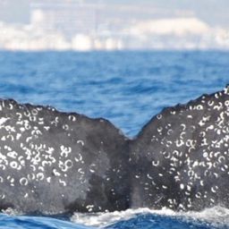 Fluke of CRC-15210