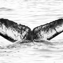 Fluke of CRC-16112