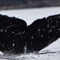 Fluke of Tag