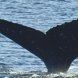 Fluke of Galen