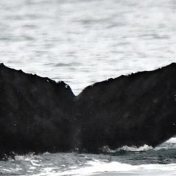 Fluke of Pinnacle