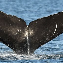 Fluke of Exclamation