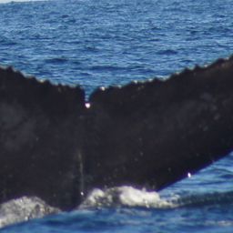 Fluke of CRC-12515