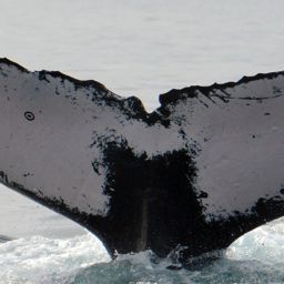 Fluke of XJTLU-AS-4