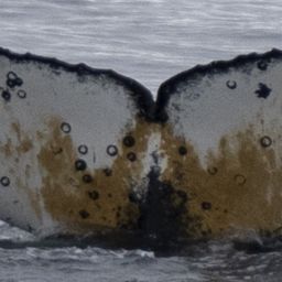 Fluke of HW-MN1302308