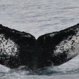 Fluke of CRC-10904