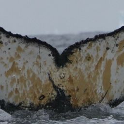 Fluke of HW-MN1302350