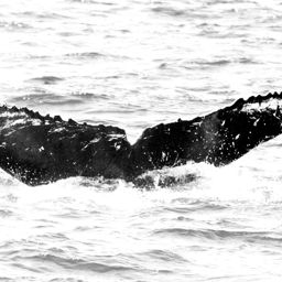 Fluke of CRC-16789