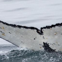 Fluke of HW-MN1302380