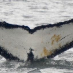 Fluke of HW-MN1302390