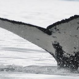 Fluke of HW-MN1302413