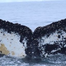 Fluke of HW-MN1302430