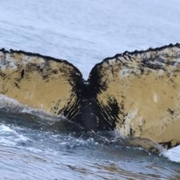 Fluke of HW-MN1302452