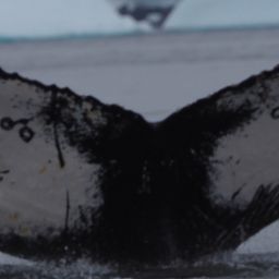 Fluke of HW-MN1302455