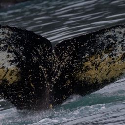 Fluke of HW-MN1302468