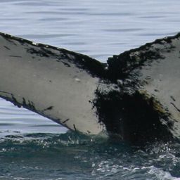 Fluke of HW-MN1302521