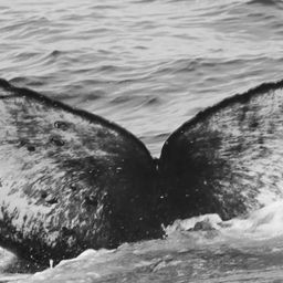 Fluke of CRC-15094