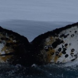 Fluke of HW-MN1302537