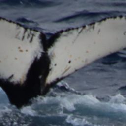 Fluke of HW-MN1302550