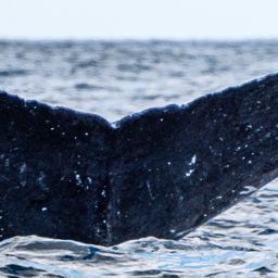 Fluke of CRC-14017