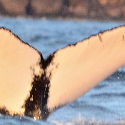 Fluke of Love