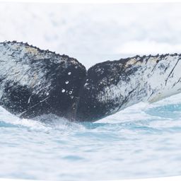 Fluke of Mother of 2022 calf HW-MN1304150