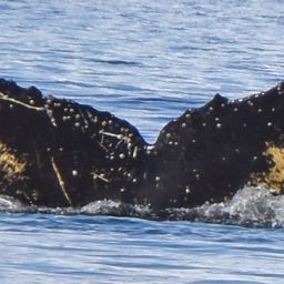 Fluke of CI-AP2023