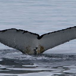 Fluke of CI-AP2004
