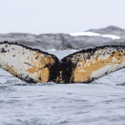 Fluke of Rust's Knølhval