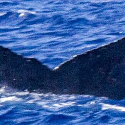 Fluke of BCY0301