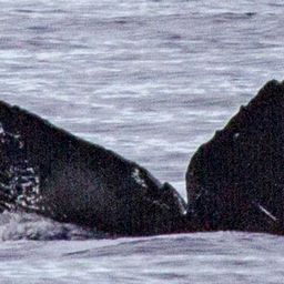 Fluke of OSUWTG-MnHI295