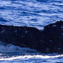 Fluke of OSUWTG-MnHI323